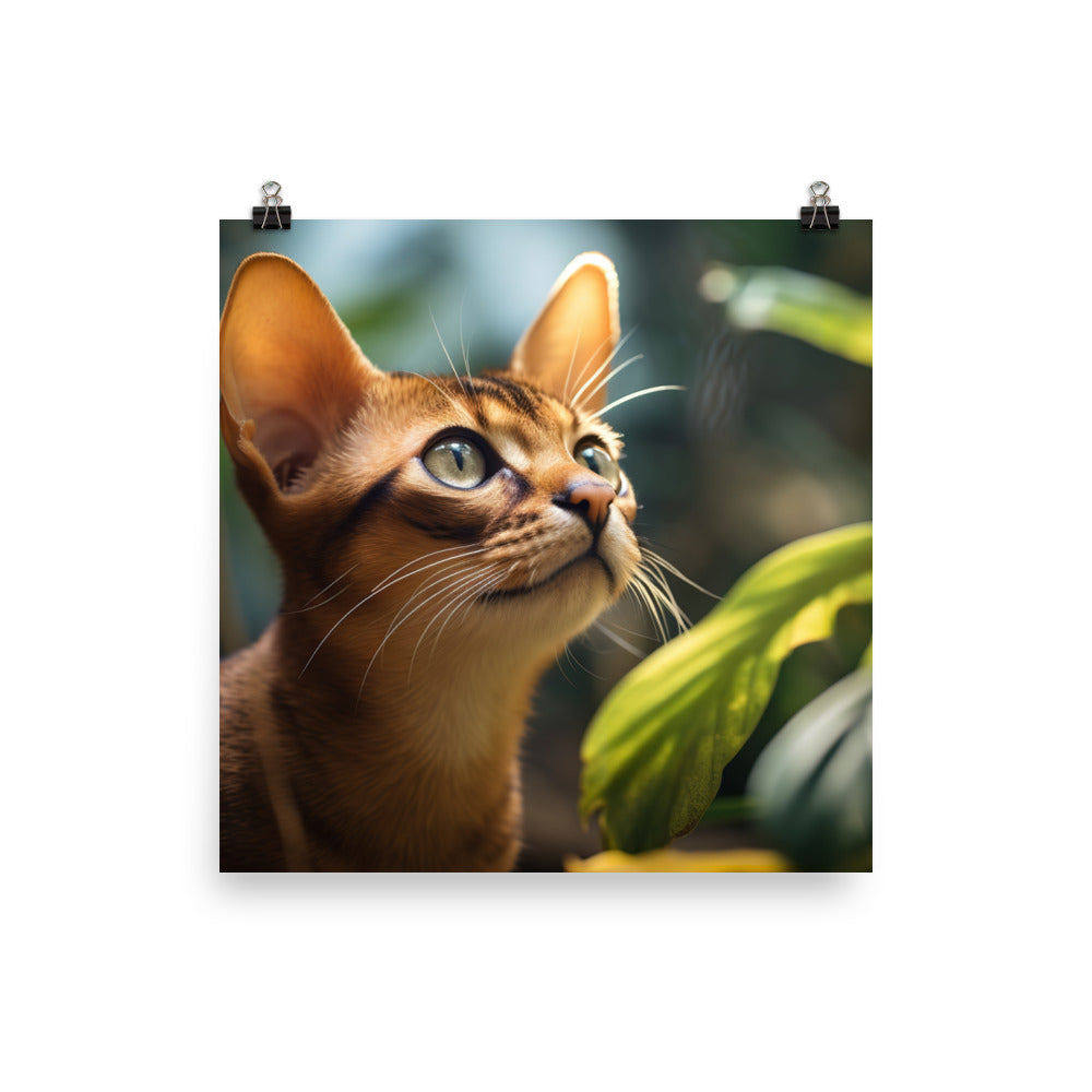 Abyssinian Photo paper poster - PosterfyAI.com