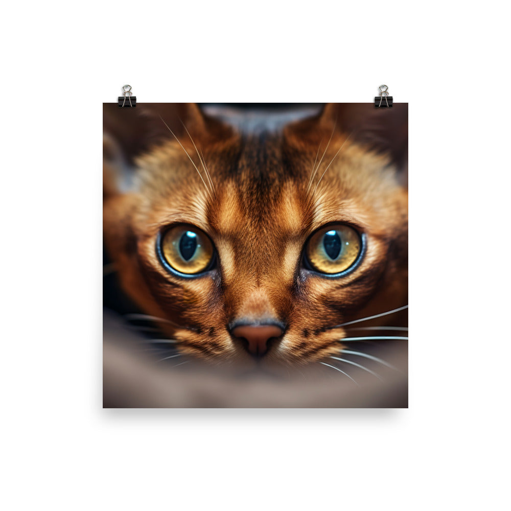 Abyssinian Photo paper poster - PosterfyAI.com