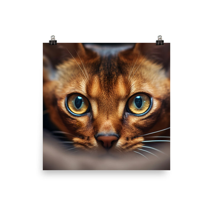 Abyssinian Photo paper poster - PosterfyAI.com