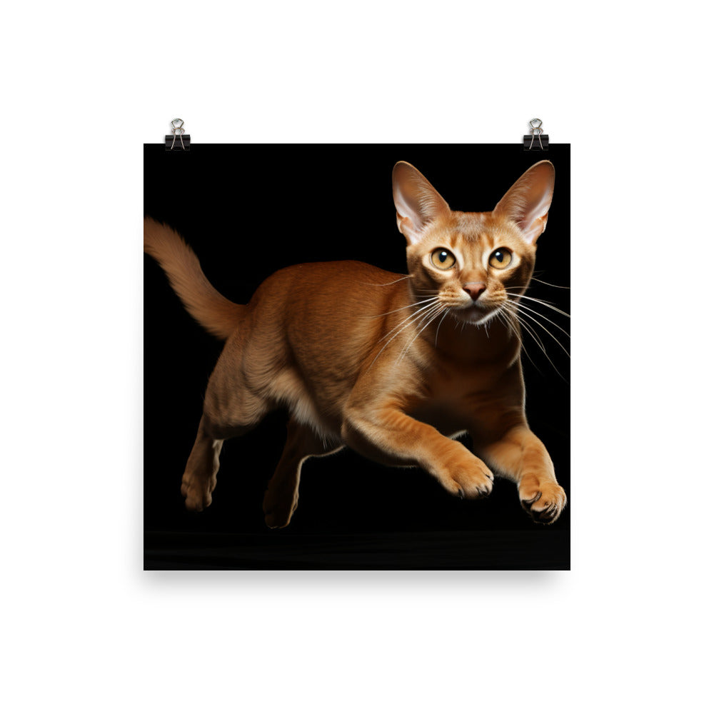 Abyssinian Photo paper poster - PosterfyAI.com