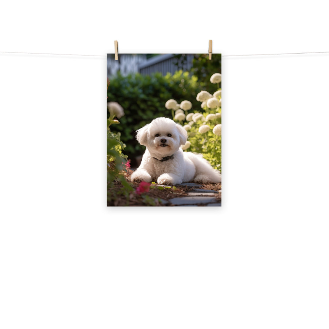 Bichon Frise Photo paper poster - PosterfyAI.com