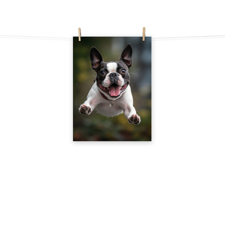 Boston Terrier Photo paper poster - PosterfyAI.com