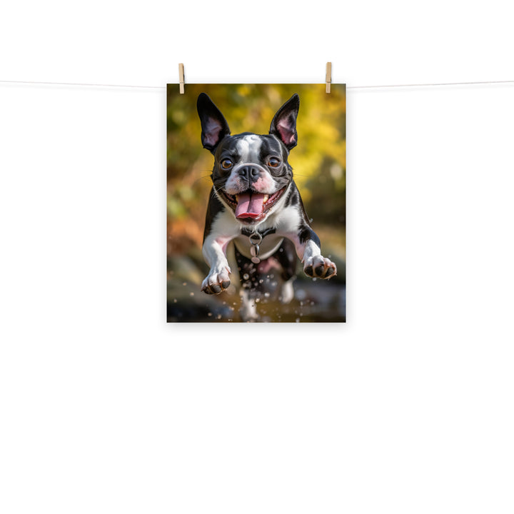 Boston Terrier Photo paper poster - PosterfyAI.com