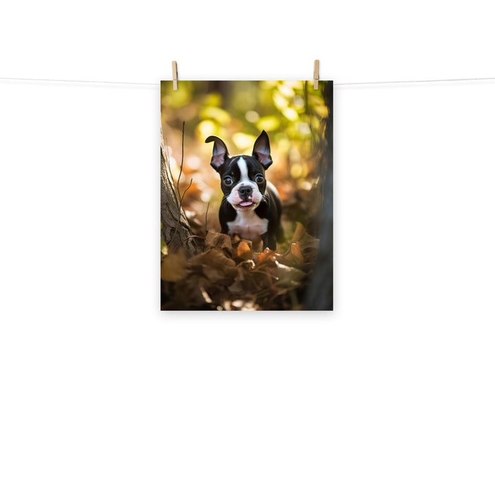 Boston Terrier Photo paper poster - PosterfyAI.com