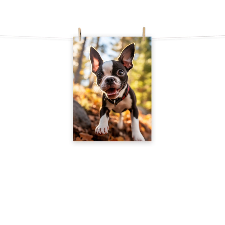 Boston Terrier Photo paper poster - PosterfyAI.com