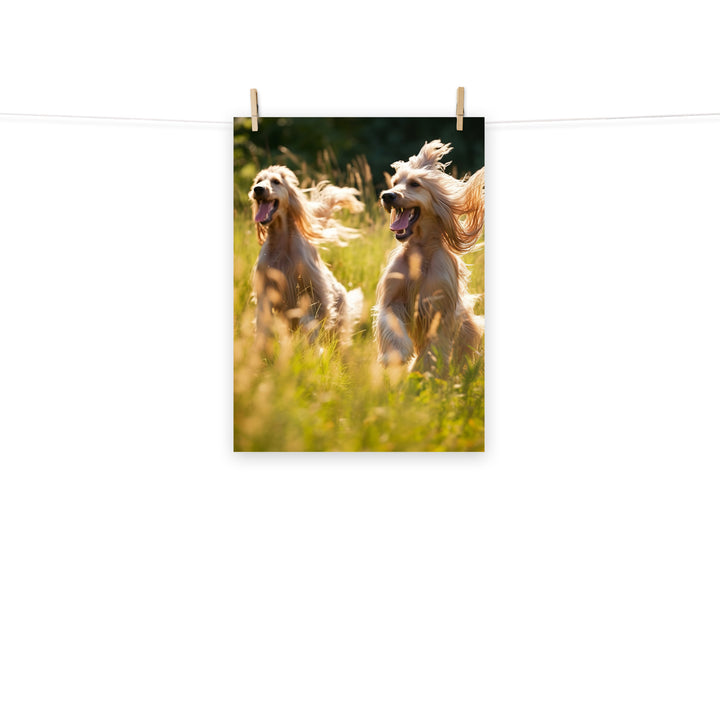 Afghan Hound Photo paper poster - PosterfyAI.com