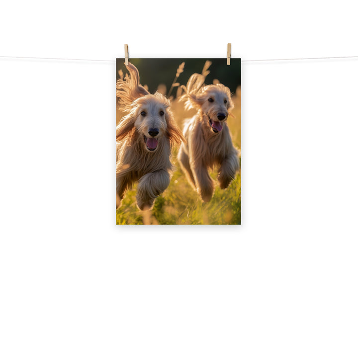 Afghan Hound Photo paper poster - PosterfyAI.com