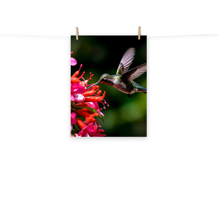 Hummingbird Photo paper poster - PosterfyAI.com