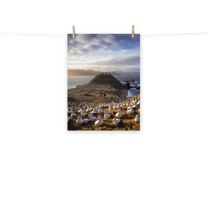 Albatross Photo paper poster - PosterfyAI.com