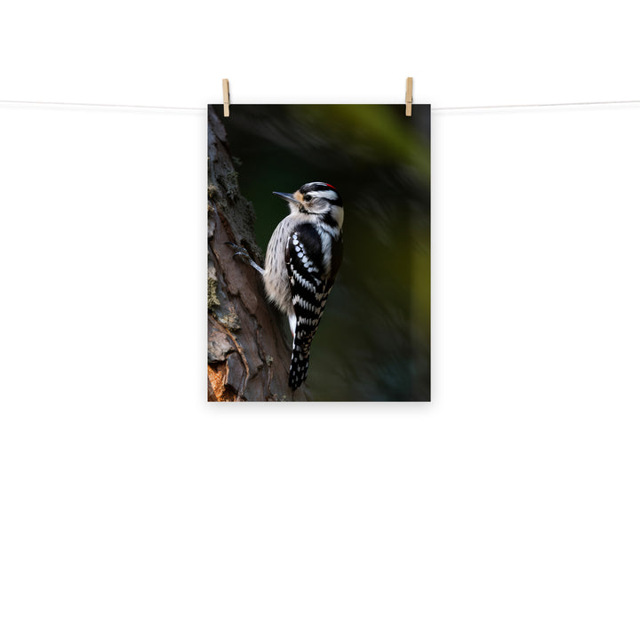 Woodpecker Photo paper poster - PosterfyAI.com
