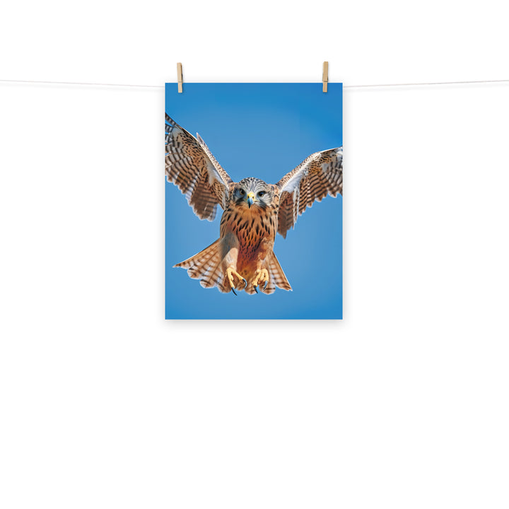 Falcon Photo paper poster - PosterfyAI.com