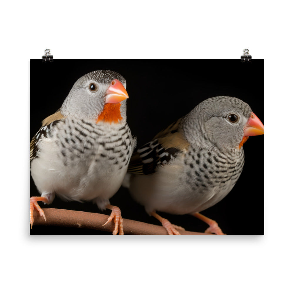 Close-up of Zebra Finches photo paper poster - Posterfy.AI