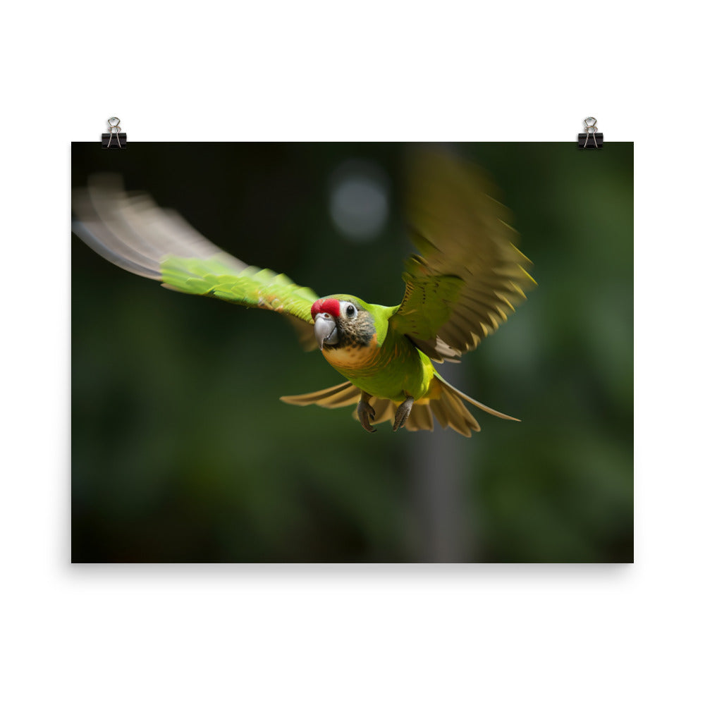 A Conure in mid flight photo paper poster - Posterfy.AI