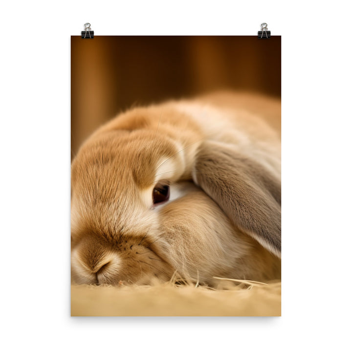 Holland Lop Photo paper poster - PosterfyAI.com