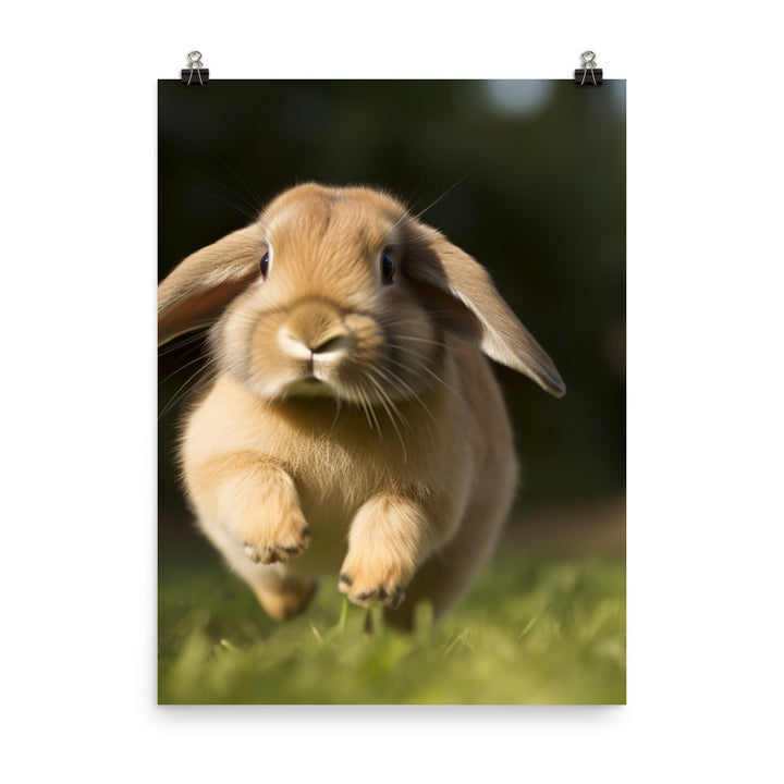Holland Lop Photo paper poster - PosterfyAI.com
