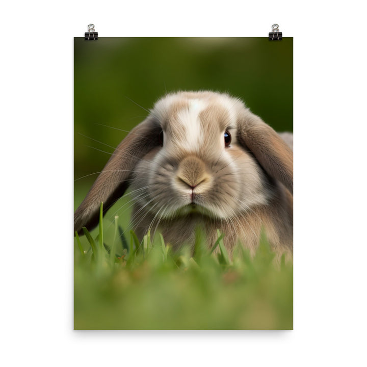 Holland Lop Photo paper poster - PosterfyAI.com
