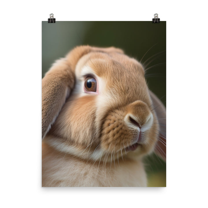 French Lop Portrait Photo paper poster - PosterfyAI.com