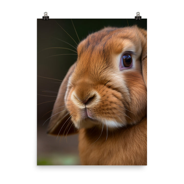 French Lop Portrait Photo paper poster - PosterfyAI.com