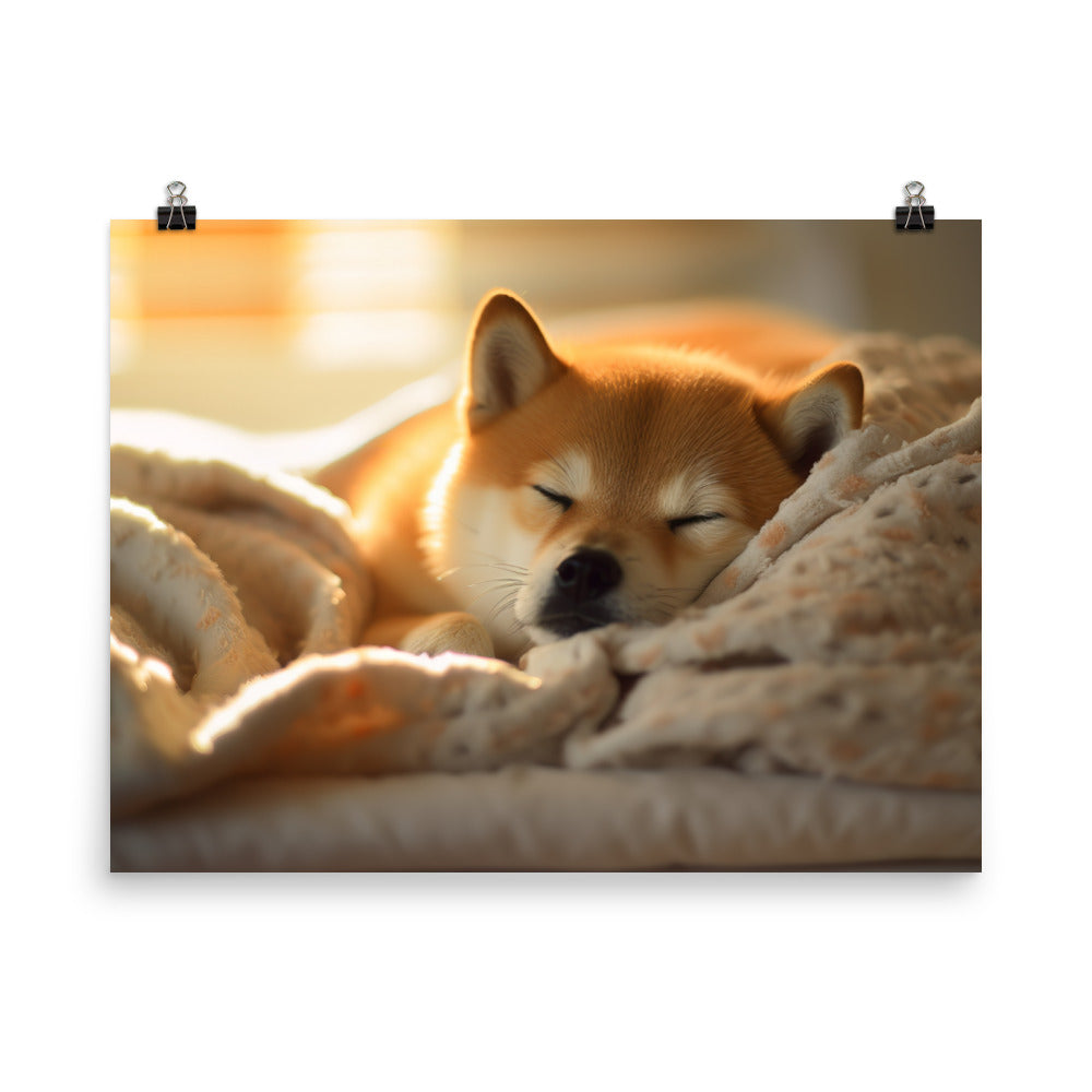 Cuddly Shiba Inu Resting photo paper poster - Posterfy.AI
