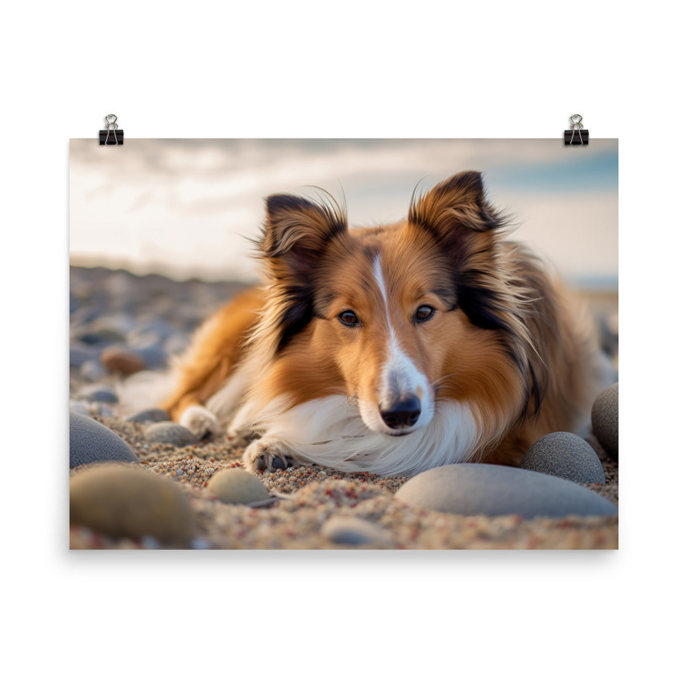 Shetland Sheepdog Relaxing on the Beach photo paper poster - Posterfy.AI