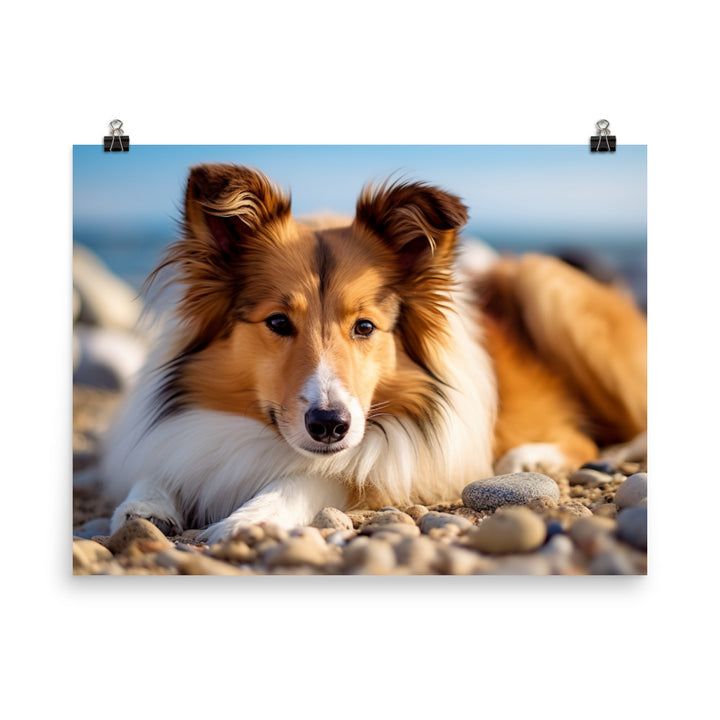 Shetland Sheepdog Relaxing on the Beach photo paper poster - Posterfy.AI