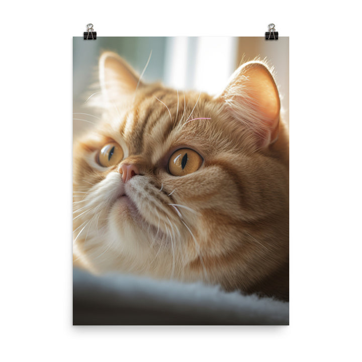 Exotic Shorthair Cat with Big Round Eyes Photo paper poster - PosterfyAI.com