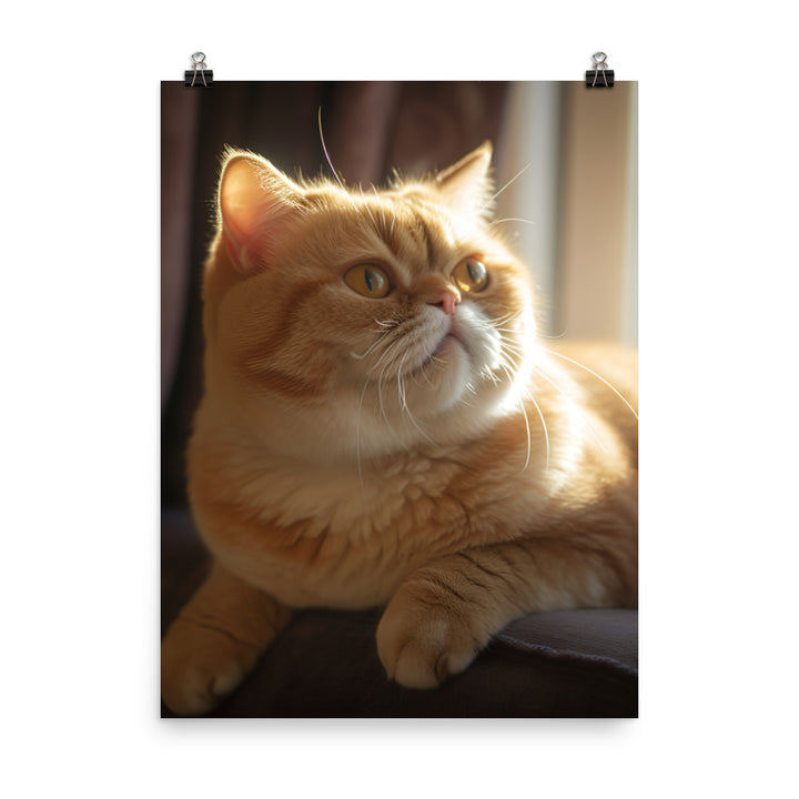 Exotic Shorthair Cat with Big Round Eyes Photo paper poster - PosterfyAI.com