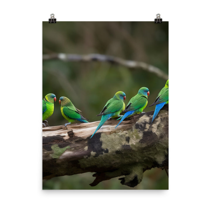 Rainbow Parakeets Photo paper poster - PosterfyAI.com