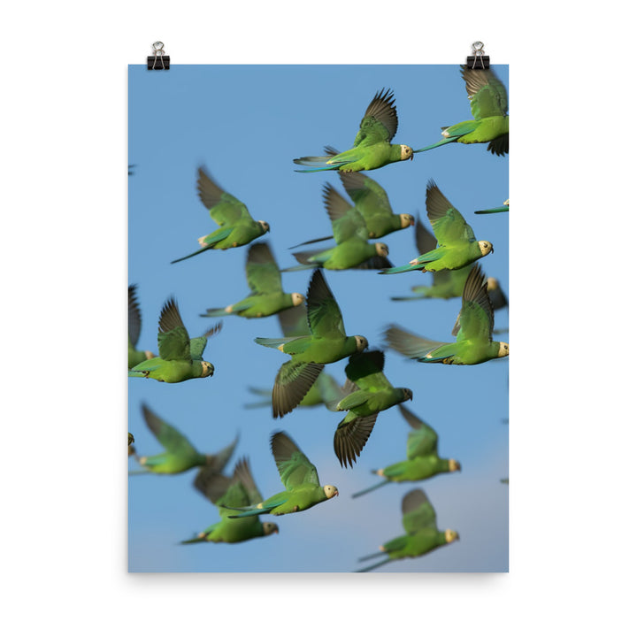 Parakeet Flight Photo paper poster - PosterfyAI.com