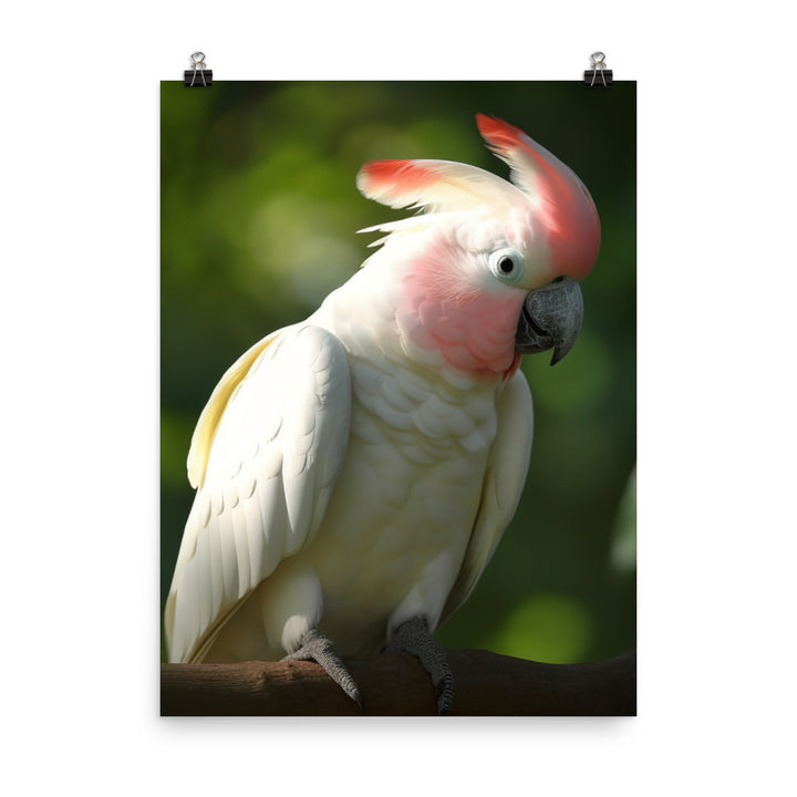 Moluccan Cockatoo Photo paper poster - PosterfyAI.com