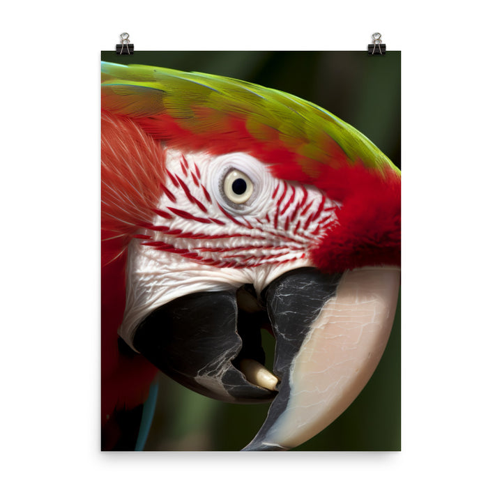 Green winged Macaw eating a nut Photo paper poster - PosterfyAI.com