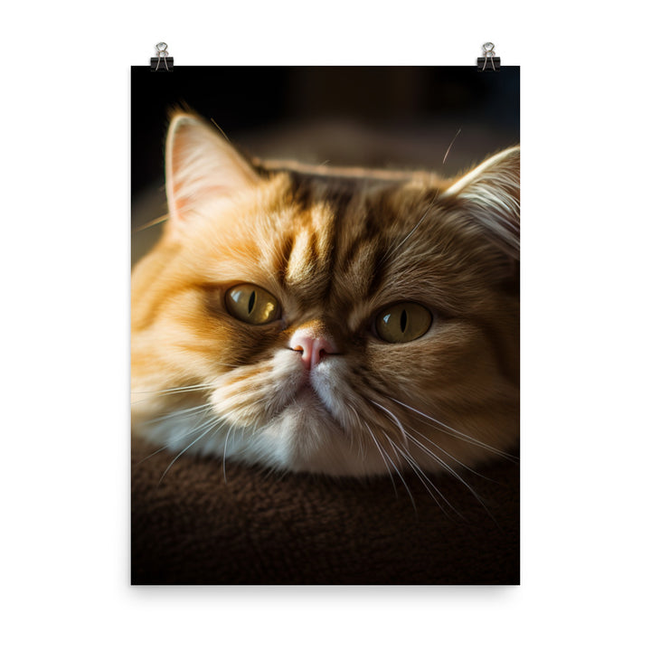 Exotic Shorthair Cat Photo paper poster - PosterfyAI.com