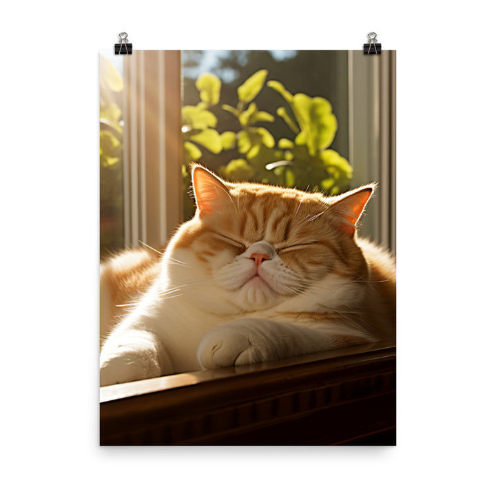Exotic Shorthair Cat Napping Photo paper poster - PosterfyAI.com