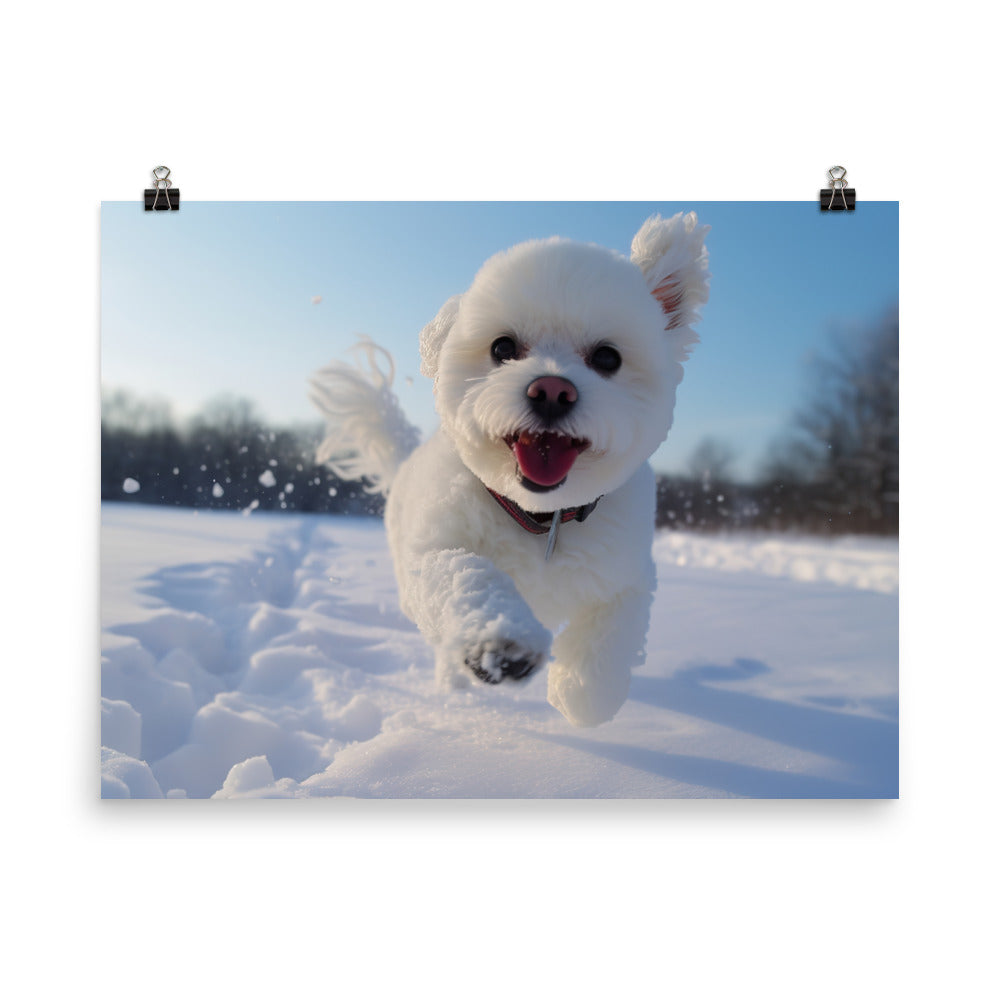 Bichon Frise in the Snow photo paper poster - Posterfy.AI