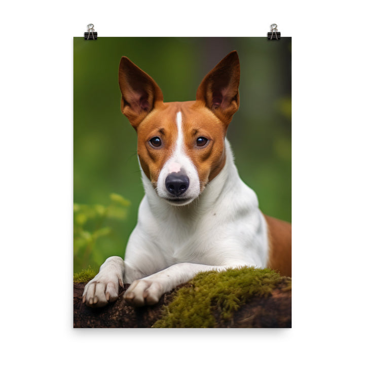 Relaxing Basenji Photo paper poster - PosterfyAI.com