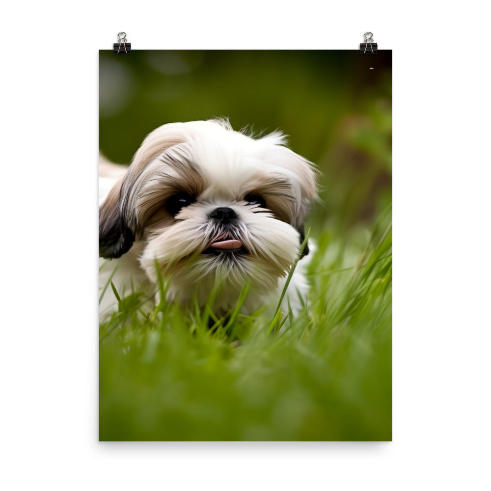 Playful Shih Tzu Enjoying the Outdoors Photo paper poster - PosterfyAI.com