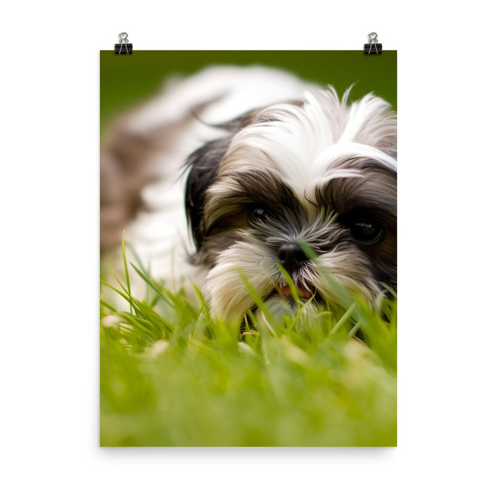 Playful Shih Tzu Enjoying the Outdoors Photo paper poster - PosterfyAI.com