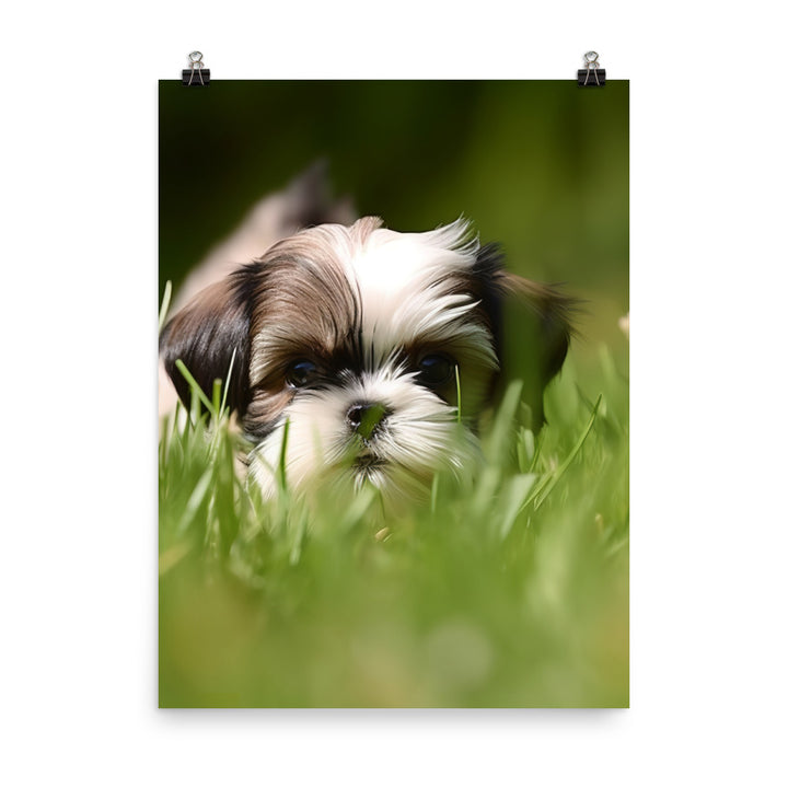 Playful Shih Tzu Enjoying the Outdoors Photo paper poster - PosterfyAI.com