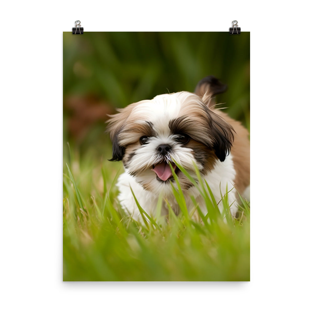 Playful Shih Tzu Enjoying the Outdoors Photo paper poster - PosterfyAI.com