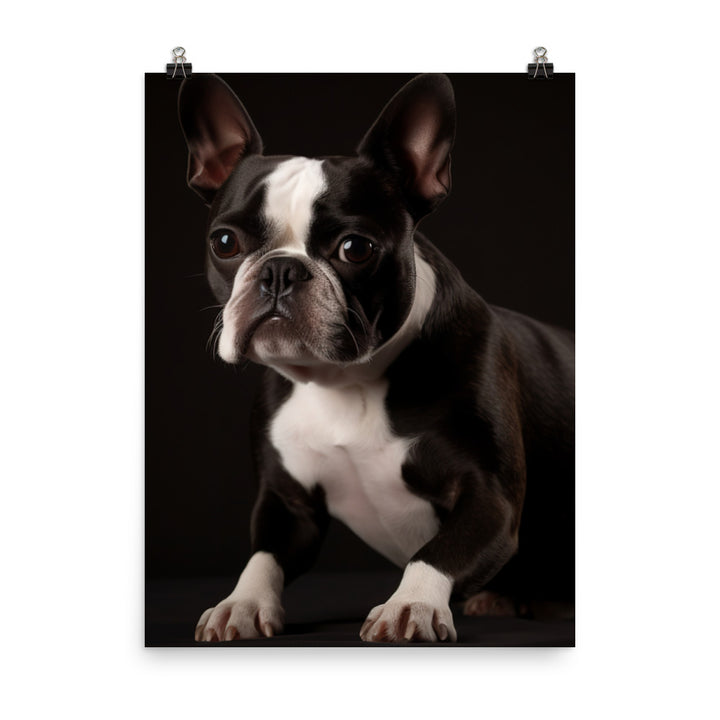 Elegant Boston Terrier Portrait Photo paper poster - PosterfyAI.com