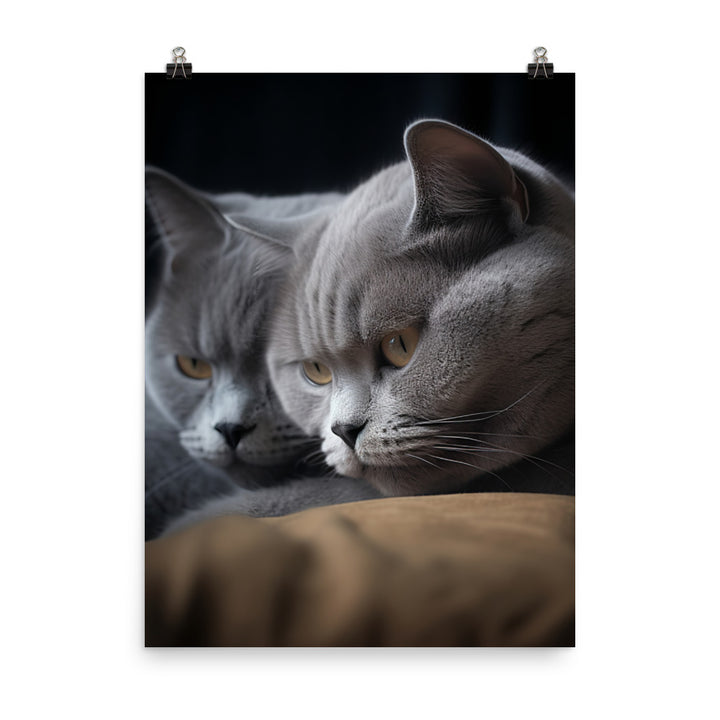 British Shorthair Cat Photo paper poster - PosterfyAI.com