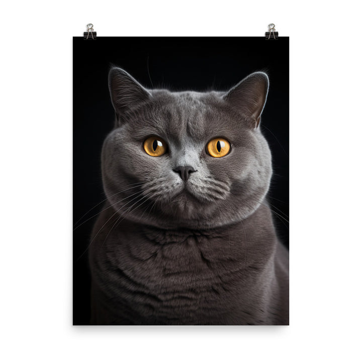 British Shorthair Cat in Portraits Photo paper poster - PosterfyAI.com