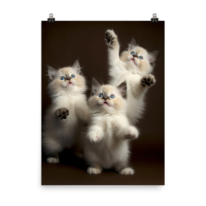 Ragdoll Kittens Photo paper poster - PosterfyAI.com
