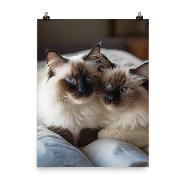 Ragdoll Companions Photo paper poster - PosterfyAI.com