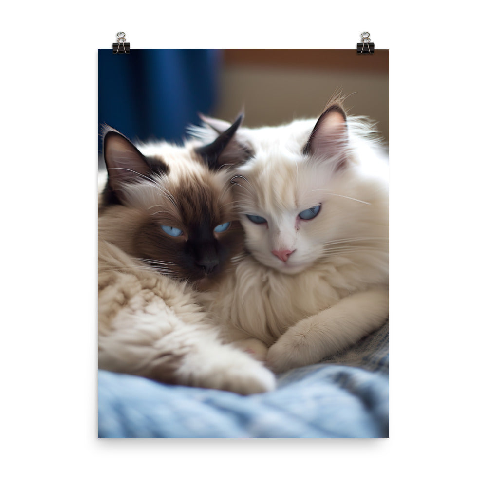 Ragdoll Companions Photo paper poster - PosterfyAI.com