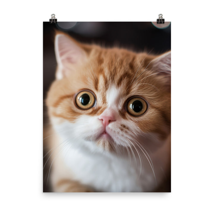 Exotic Shorthair Kitten Photo paper poster - PosterfyAI.com