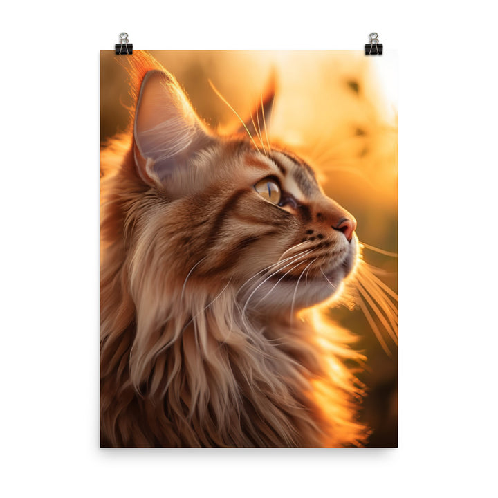 Maine Coon Elegance in Golden Hour Photo paper poster - PosterfyAI.com
