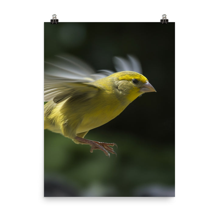 Canary in flight Photo paper poster - PosterfyAI.com