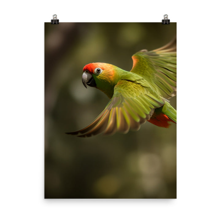 A Conure in mid flight Photo paper poster - PosterfyAI.com