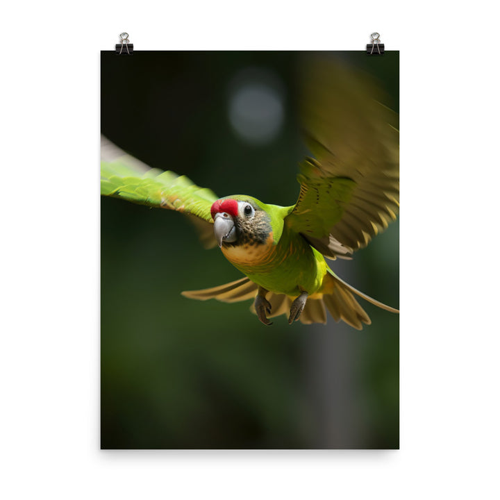 A Conure in mid flight Photo paper poster - PosterfyAI.com